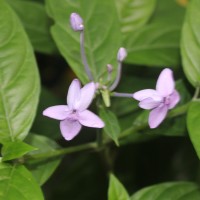 Pseuderanthemum